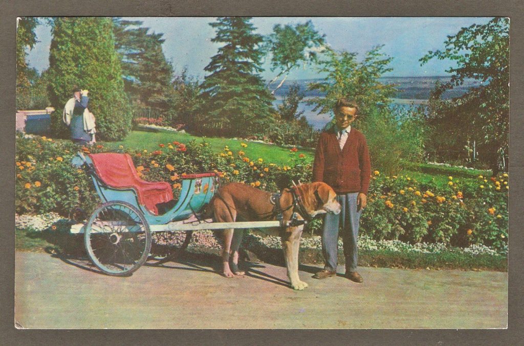 Carte postale des années 1960 montrant une voiturette tirée par un chien avec son conducteur. On y aperçoit le fleuve Saint-Laurent en arrière-plan.
