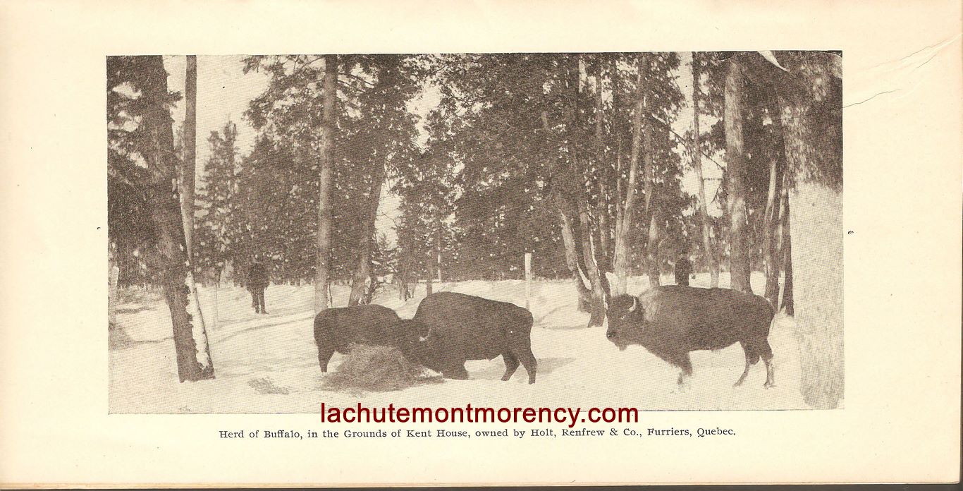 L'enclos des bisons du zoo Holt Renfrew, sur une photo dans une brochure de la Quebec Railway Light & Power Company, distribuée en 1891.